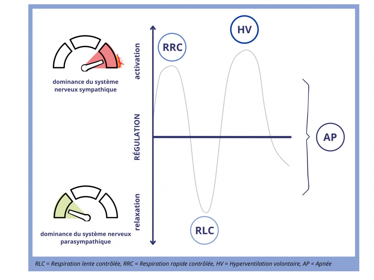 Techniques de respiration selon le mécanisme principal de régulation mis en jeu avec le système nerveux autonome 