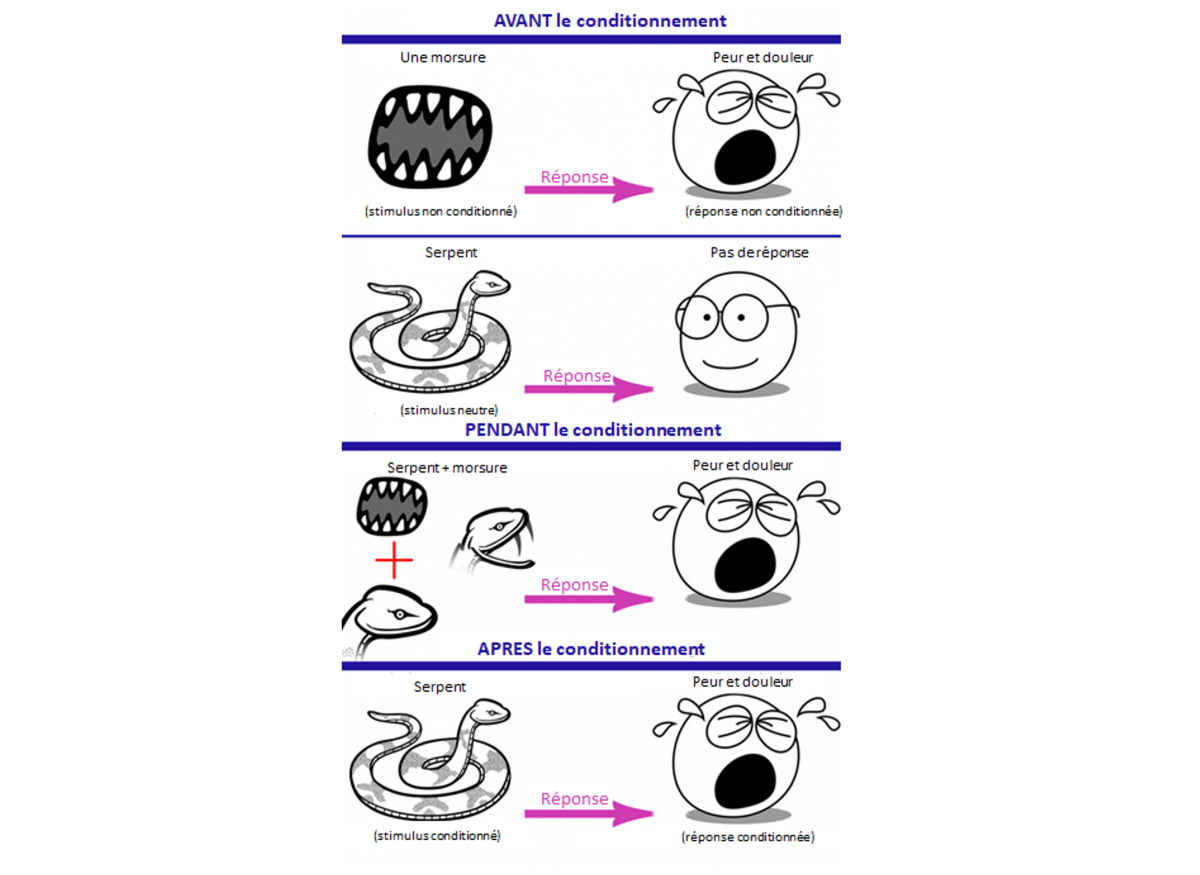 Figure 1. Le conditionnement. Image par Arash Emamzadeh