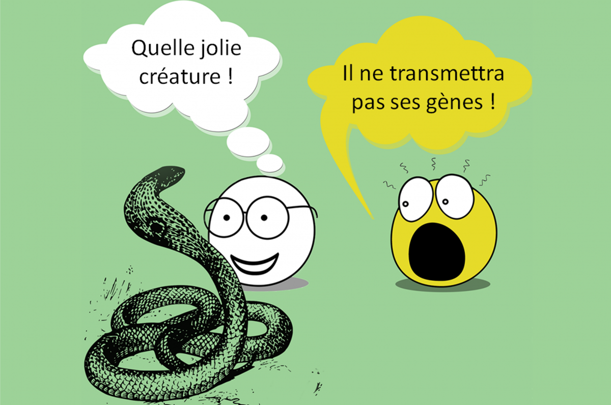 Figure 2. L’évolution en action. Image par Arash Emamzadeh